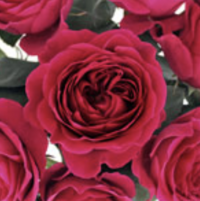 Darcey Garden Rose