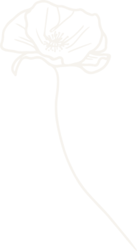 hand illustrated flower