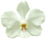 Dancing Light Orchid Essence -  Wondrous Heart. - white vanda  orchid
