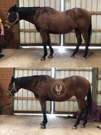 Comparison of left side of horse before and after bodywork