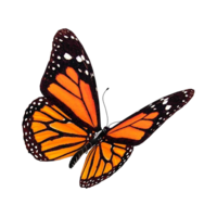 Orange butterfly for Elyana Studio Showit Website branding