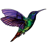 Hummingbird that is purple and green.