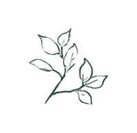 Hand drawn illustration of a leafy branch