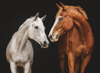 grey horse and chestnut horse in lancaster county pa