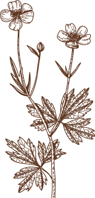 A brown illustration of a wildflower with 2 flowers in bloom and 1 bud. The flowers and bud are connected by 1 stem with leaves.