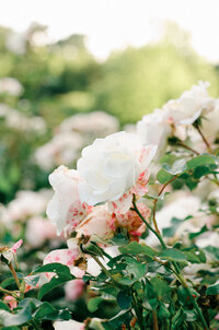 Flowers at sunset in Vondel park, Amsterdam.