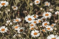 Soft focus photo of wildflowers, symbolizing natural healing and peaceful connection