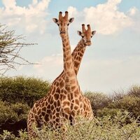 African Giraffes entwined on safari