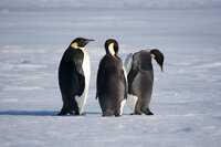 Emperor Pengions, © Aileen Agricola, Lindblad National Geographic, 2023.