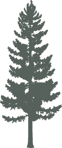 Illustration of Redwood tree silhouette