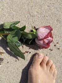 rose and my foot on miami beach