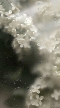 White flowers through a window with drops of water