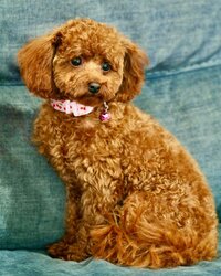 Cavapoo Puppy with blue bow