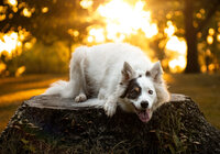 border collie is laying on a tree  stump during a golden hour photoshoot. Work by Duluth-based pet photographer Joanna of Paddle Paws Photography.