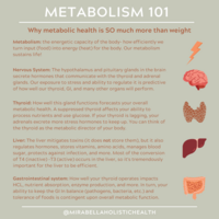 Metabolism 101. Image that shows the different components that make up the metabolic system