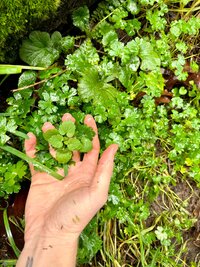 A hand cups green plants in nature, representing the role of nature in healing and holistic therapy.