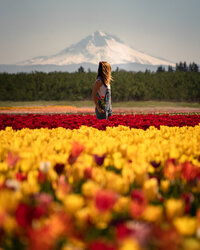 Field of yellow and orange flowers with Mount Rainer in the background