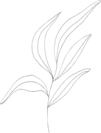 line drawing of branch