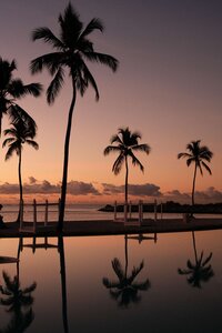 View of sunset with palm trees