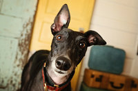 adopted rescue greyhound studio photography LUV My Dog Day