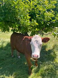 Hereford cow from Lost Shoe Ranch, standing in green pasture under the shade of a leafy tree.