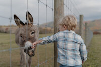 A young boy feeds a donkey through a fence. They are in a field with mountains in the background. 