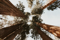 Sequoia-National-Park-Elopement-6