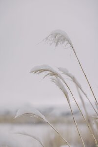 Tall Grass at Wyoming Elopement Location