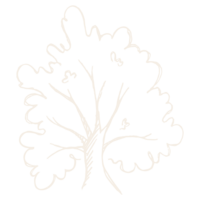 Oak tree icon