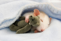rats-with-teddy-bears-coverimage