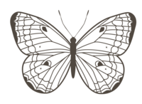 Gillian Oler photography brand butterfly illustration blog page