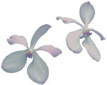 Dancing Light Orchid Essence -  Dance of Creation essence