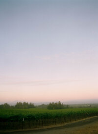 Boundless vineyard view with sunset hues in the sky.