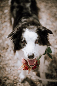 Border collie wearing floral collar to a wedding