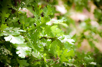LES - Spring Oak Leaves at Glen Eyrie 1