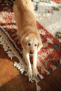 Blonde dog stretching on a red shag rug