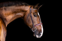 Horse and Rider Photography in Los Angeles California