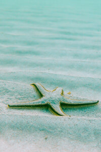 sealife_02c