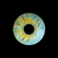 Macro photo of a blue iris with golden highlights, Vernon BC
