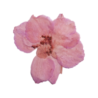 Dried pink flower web element