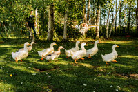 domestic ducks running in backyard