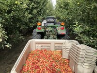 A tractor is pulling a trailer full of freshly picked cider apples in an apple orchard in the Wenatchee Valley.