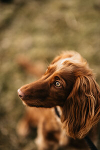 Close-up of a brown spaniel dog with expressive green eyes and wavy ears, looking attentively in natural outdoor light.