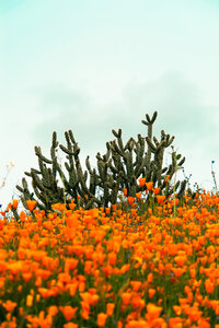 Cactus and Poppies