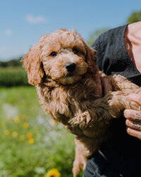 Sasha holding puppy dog on farm