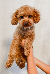Toy Poodle held in the air