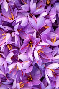 Echinacea flowers in full bloom