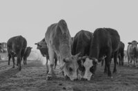 Black and white photo of cattle eating grass