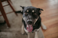 Cleopatra, my dog, sits with her tongue out.