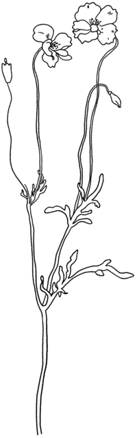 Flower Graphic